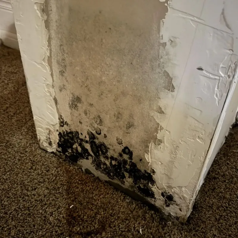 Professional Mold Removal in Hays, NC